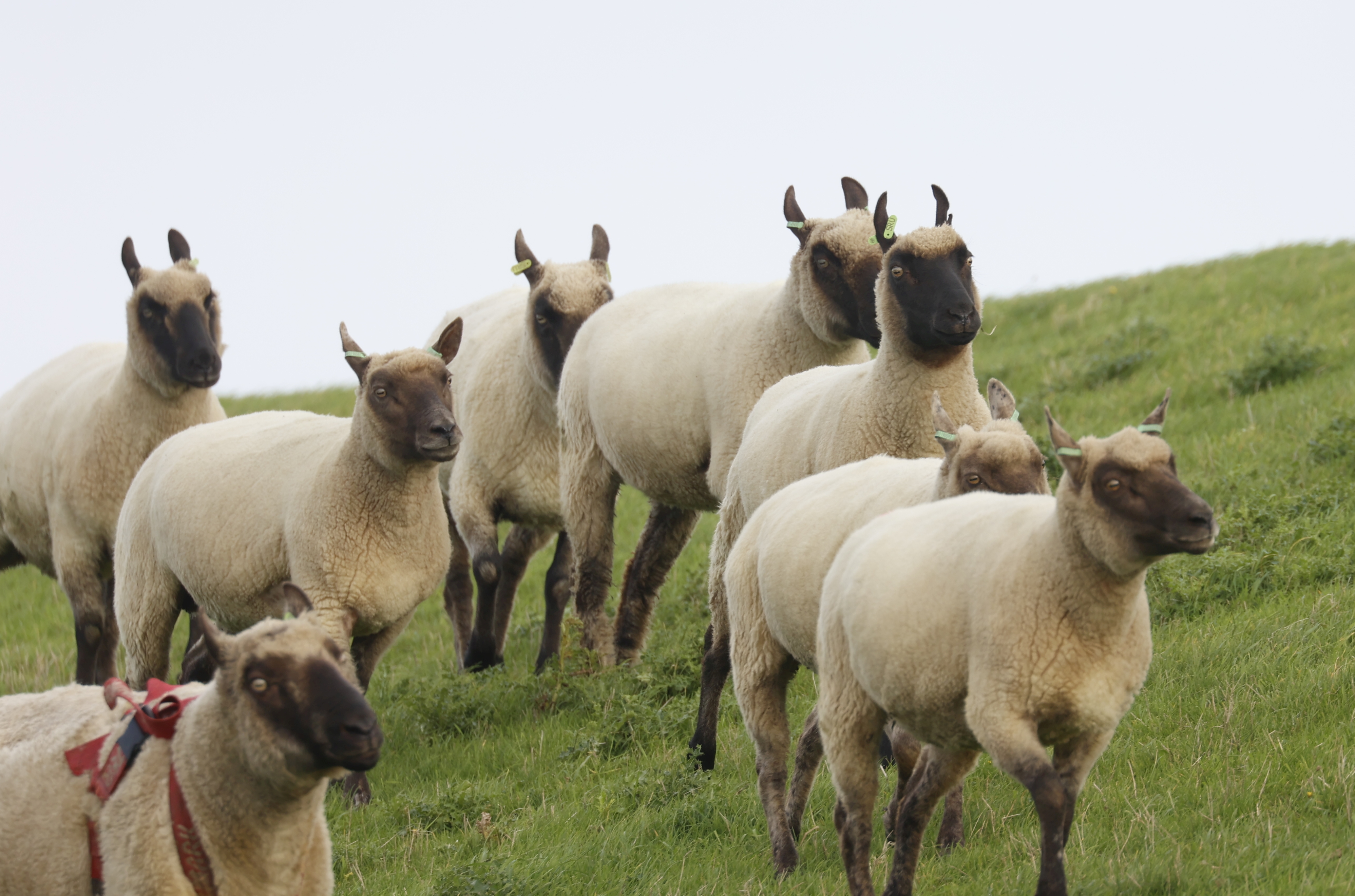 Texels schapen (Texel). Foto van Gerda van der Meer.